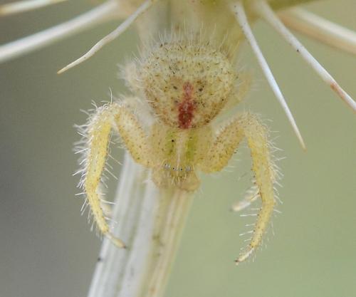 Heriaeus hirtus